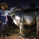 Mg Ko, a 20-year-old farmer from Shan State, stands with his cow in Lui Pan Sone village in Kayah State, Myanmar.